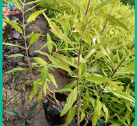 绿化苗木 金叶莸小苗基地 彩叶灌木批发