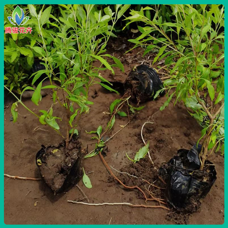 金叶莸报价 基地种植金叶莸苗【腾骏】花卉批发销售