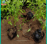 金叶莸报价 基地种植金叶莸苗【腾骏】花卉批发销售