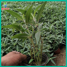 苗圃批发 草花墨西哥鼠尾草 腾骏花海绿化植物