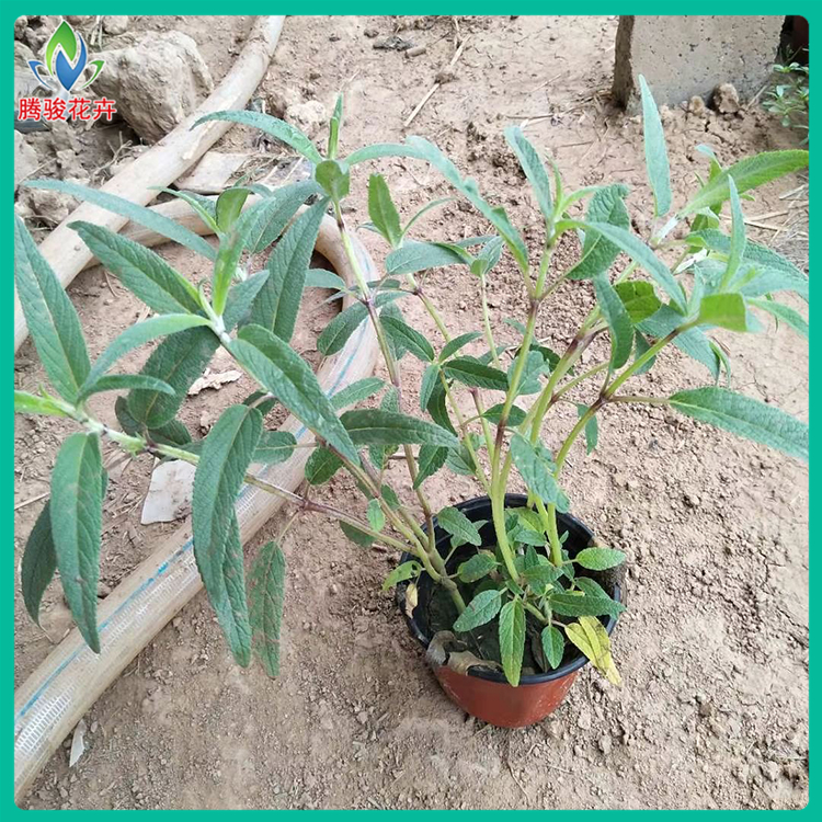鼠尾草杯苗 墨西哥鼠尾草种植基地-腾骏花卉