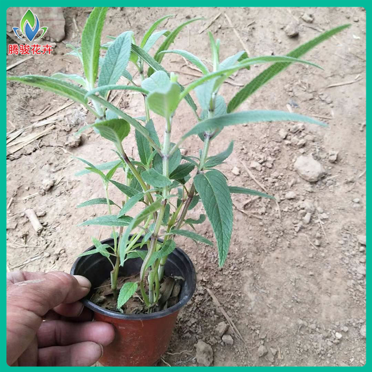 腾骏花卉 鼠尾草报价 墨西哥鼠尾草 批发优惠