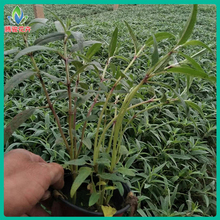 墨西哥鼠尾草杯苗培育 腾骏 大量批发