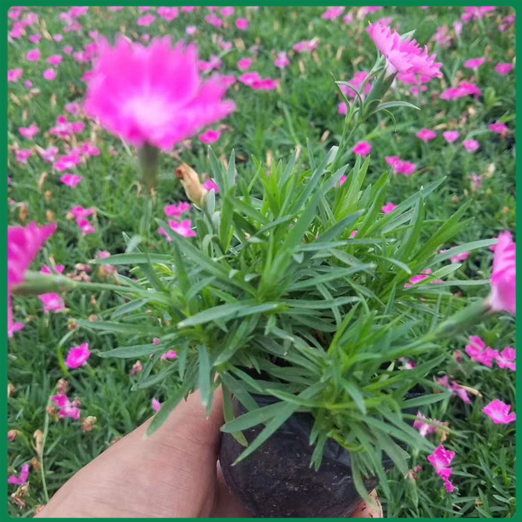 欧石竹花苗基地 久顺供应欧石竹花苗 价格优惠
