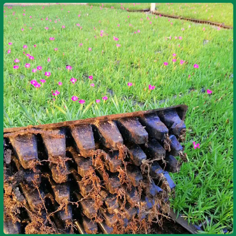 双色盆欧石竹种植基地 久顺批发双色盆欧石竹 量大价优