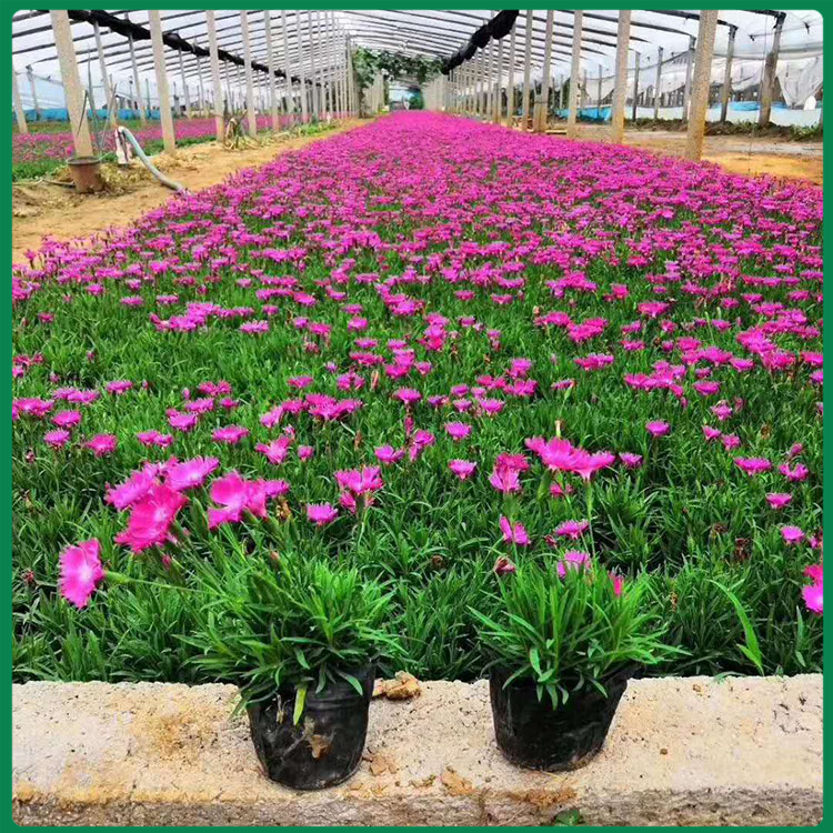 欧石竹花苗种植基地 好成活的欧石竹花苗 量大价优