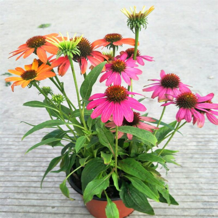 陕西松果菊出售 基地观叶松果菊 江瑞