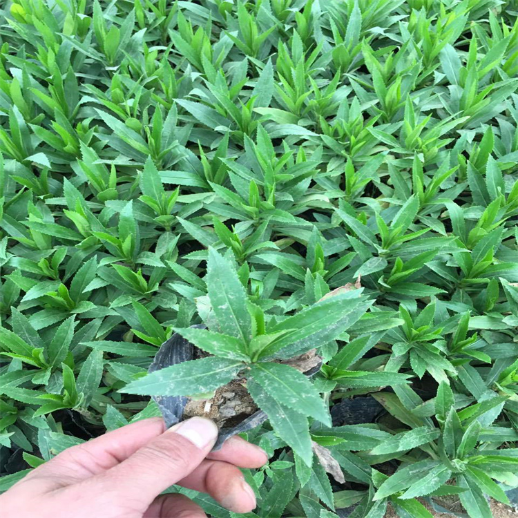 西宁假龙头批售商 粉花假龙头基地 欢迎实地考察选购