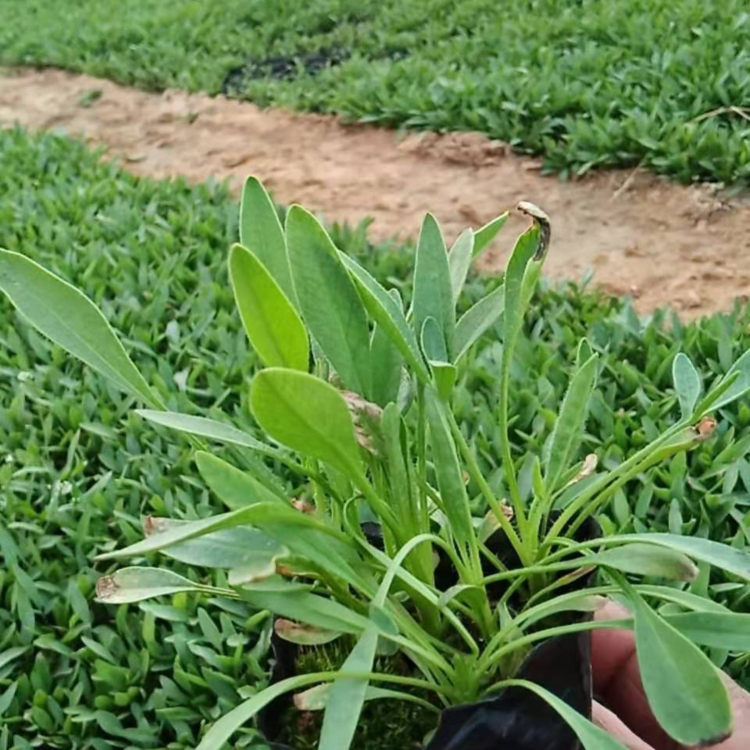 青州绿化工程用金鸡菊 绿化工程用金鸡菊供应商 欢迎来电
