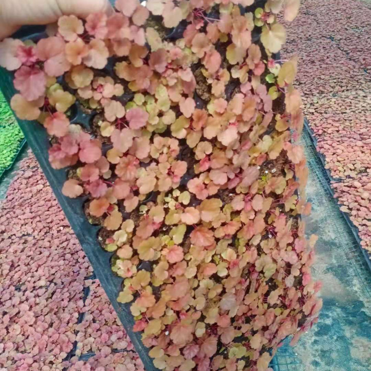 山东矾根小苗 矾根小苗供应商 来电咨询