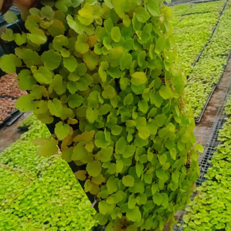 凯洋花卉基地发售矾根穴盘苗 矾根穴盘苗 常年供应 可来电