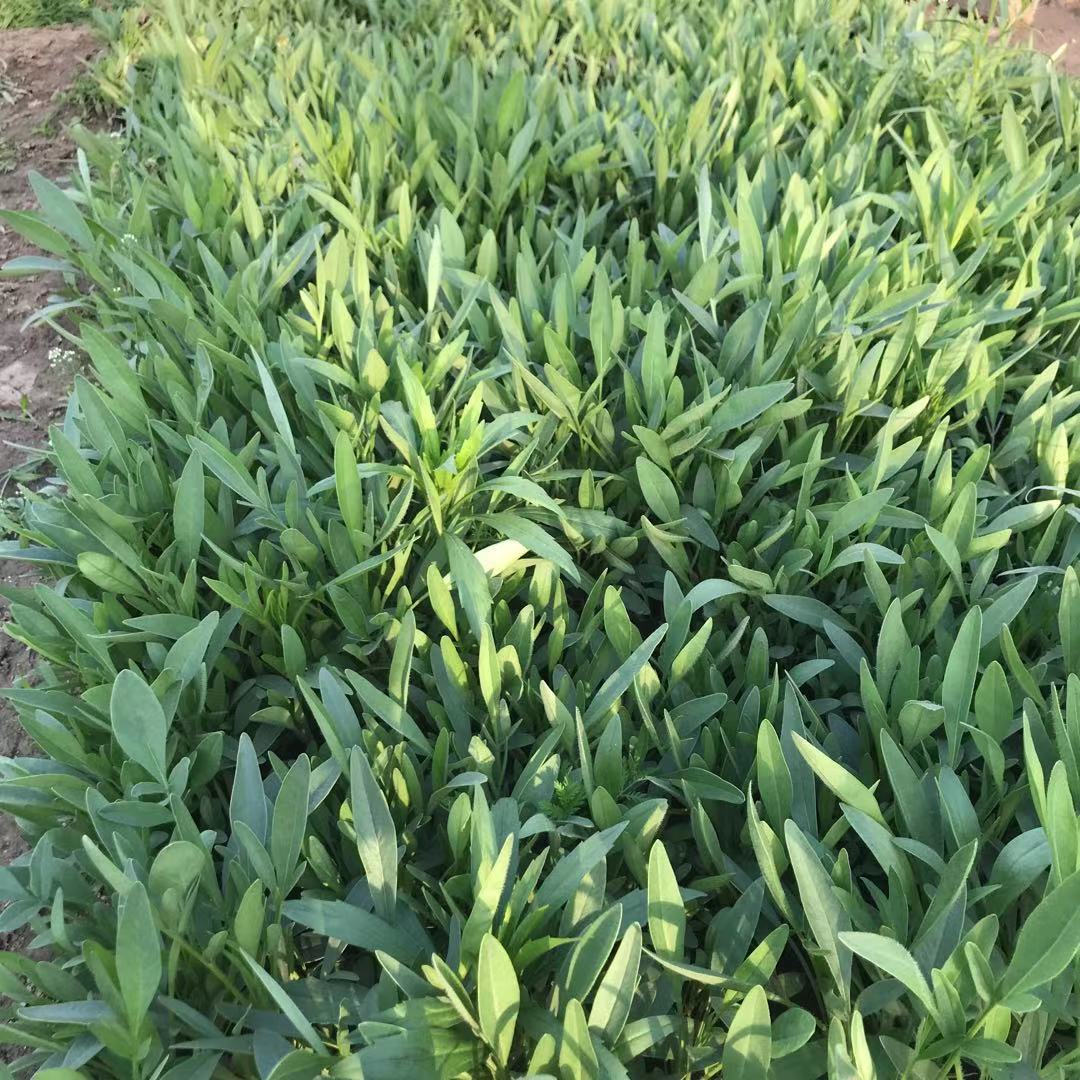 山东绿化工程用金鸡菊 绿化工程用金鸡菊批发 来电咨询