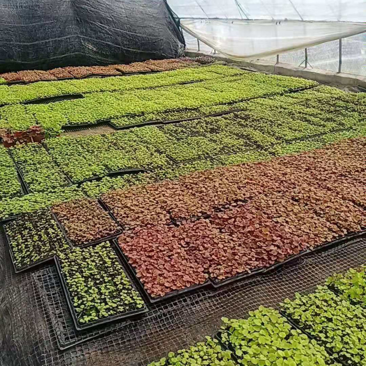 矾根穴盘苗供应 山东矾根穴盘苗 大量供应