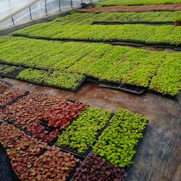矾根种植基地 凯洋供应矾根 大量供应