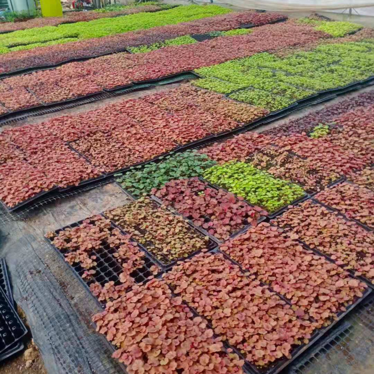 矾根穴盘苗批发基地 观赏价值高的矾根穴盘苗 大量供应