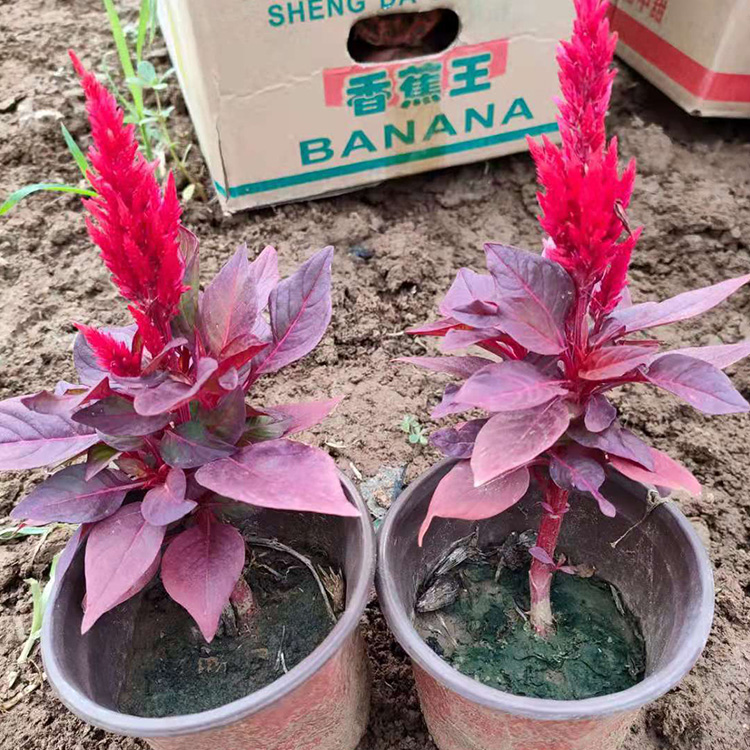 涵香红叶鸡冠花 鸡冠花 租摆草花鸡冠花