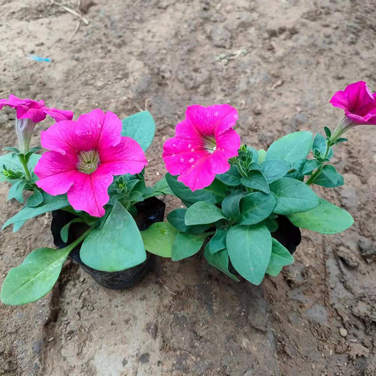 涵香花卉出售大量矮牵牛小苗 长势好 适用于花坛花海租摆