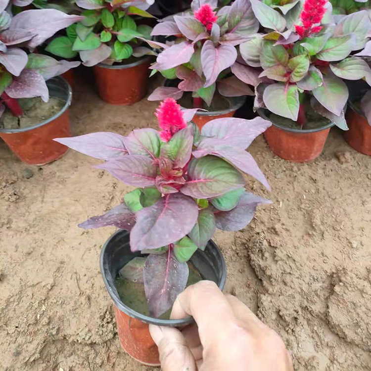 大量出售 红叶鸡冠花 世纪红 鸡冠花批发