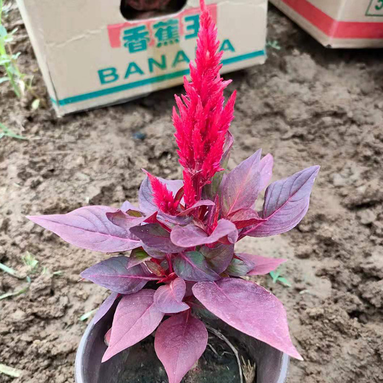 盆栽花卉小苗批发 涵香 鸡冠花花海工程用苗