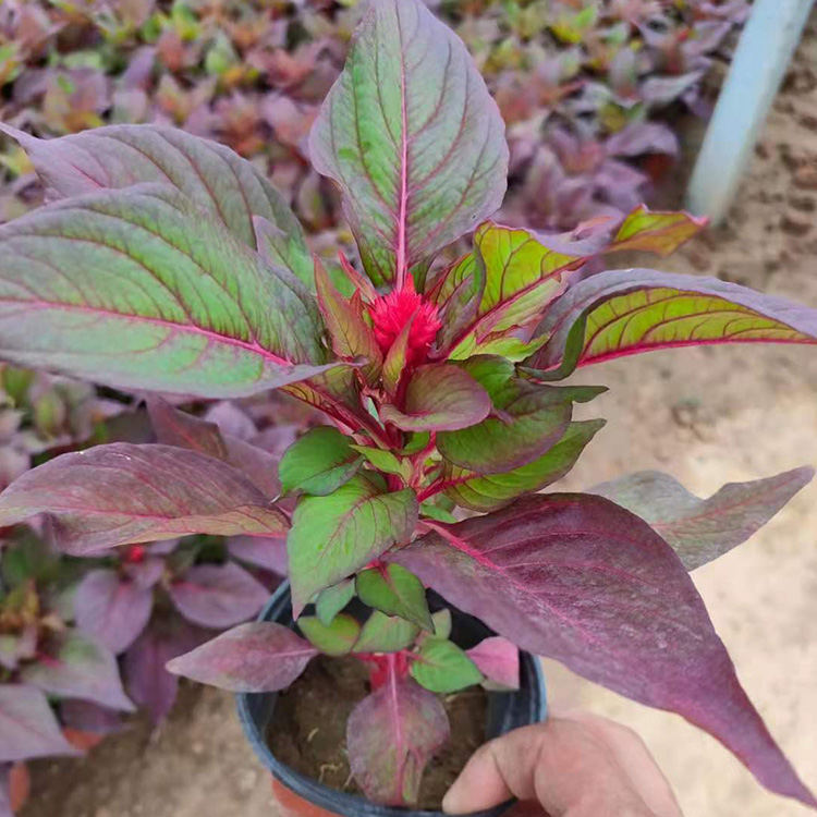 花卉基地供应鸡冠花 世纪红叶鸡冠花种植批发 涵香