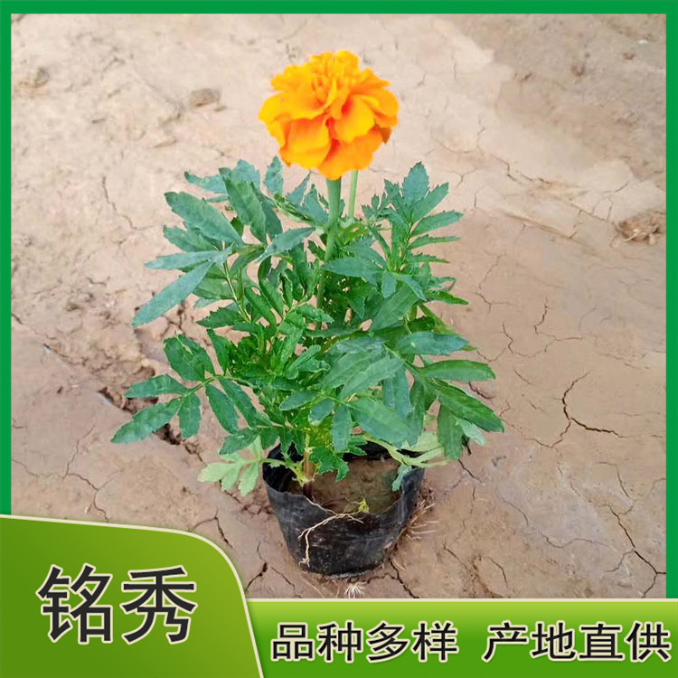 孔雀草供货商 草花价格 双色盆孔雀草 价格从优