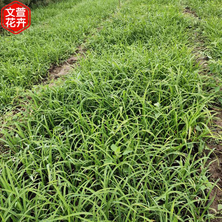 大花萱草行情 基地供应 地被绿化用 青州草花供应