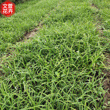 大花萱草行情 基地供应 地被绿化用 青州草花供应