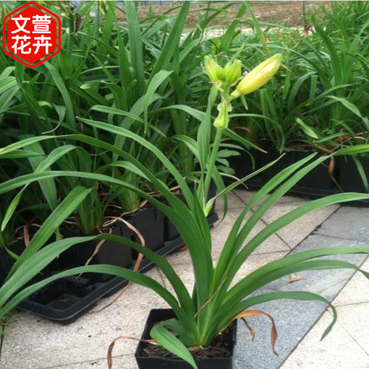 大花萱草基地 基地供应 大花萱草 青州草花供应