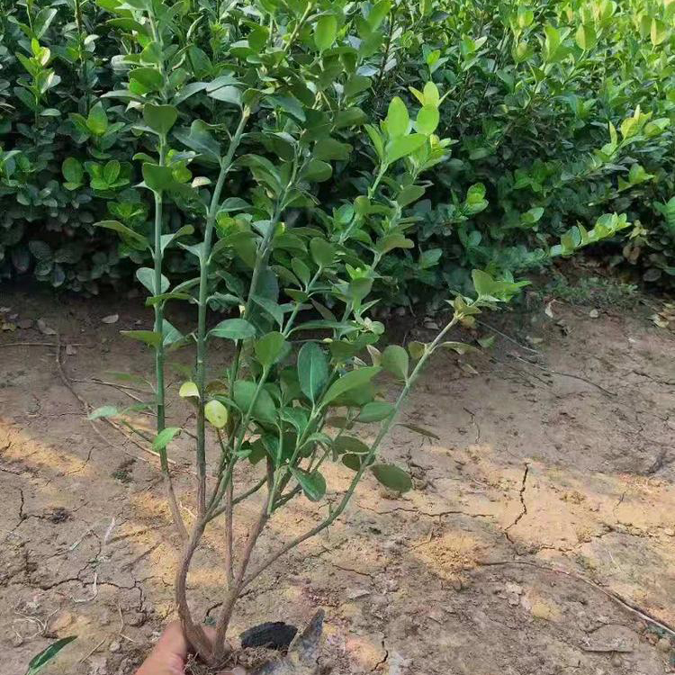 青州胶东卫矛种植基地 批发胶东卫矛