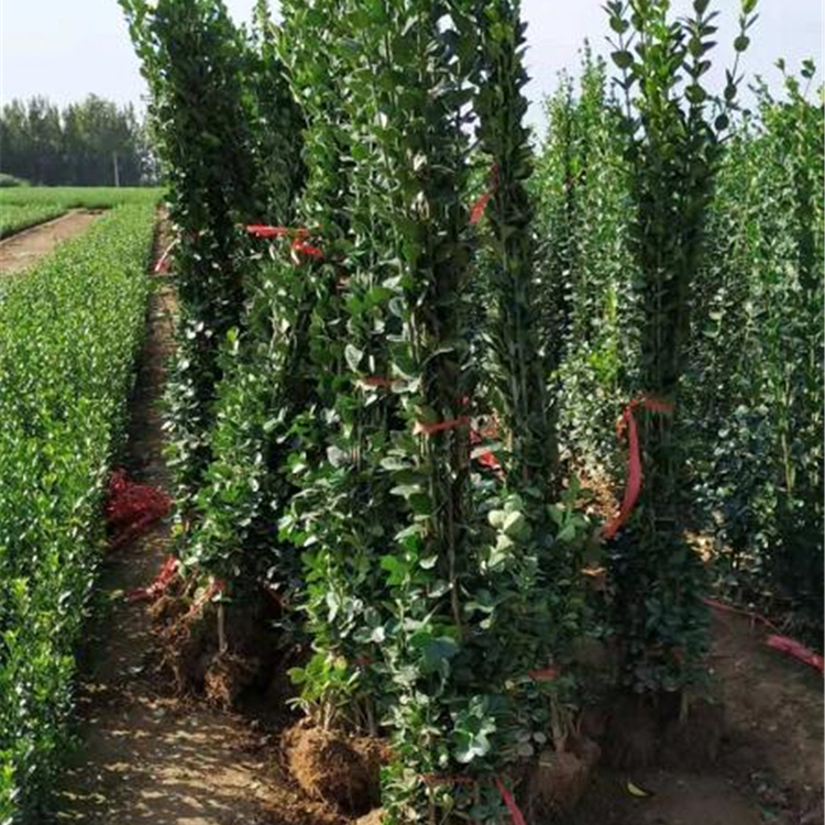 观叶植物 北海道黄杨价格 欣美