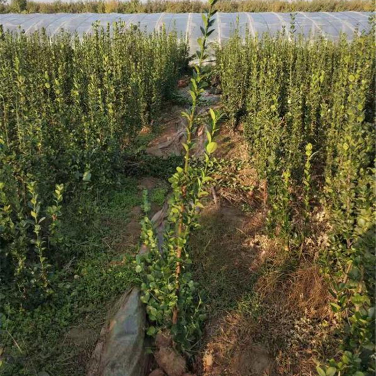 山东北海道黄杨批发  北海道黄杨价格  北海道黄杨种植基地