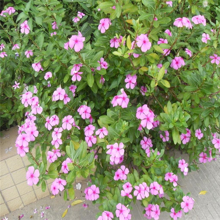 长春花采购 长春花天天开基地出售 花期长 观赏价值高