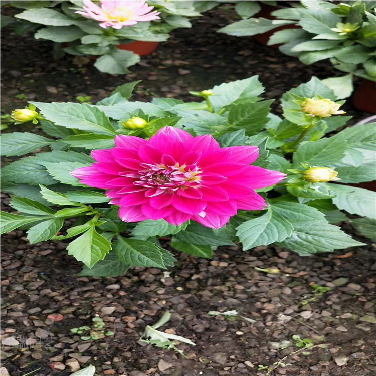 青州苗圃小丽花批发 花坛点缀栽植小丽花 好种易活