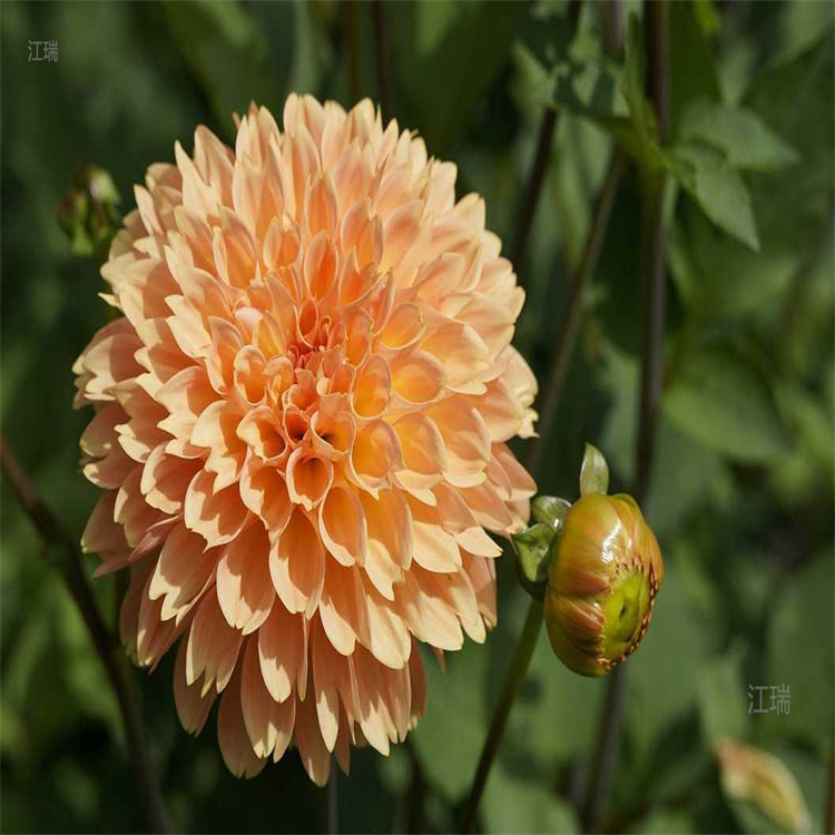 青州苗圃大丽花供应 大丽花花色全 观赏价值高