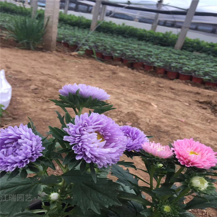 山东翠菊批量销售 绿化常用花卉翠菊 易成活