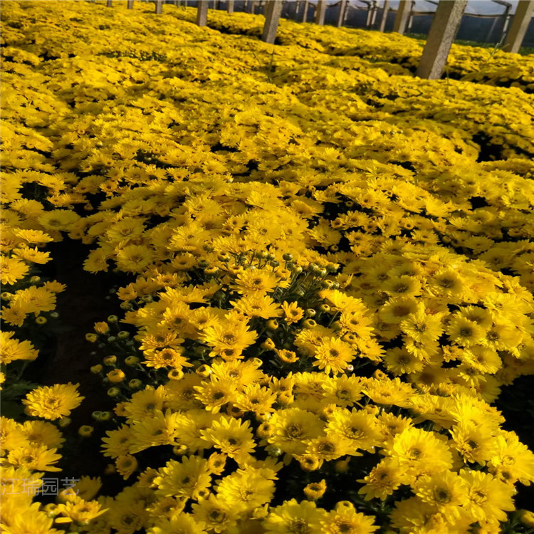 青州苗圃国庆菊基地 组摆常用花卉国庆菊 国庆菊容器苗
