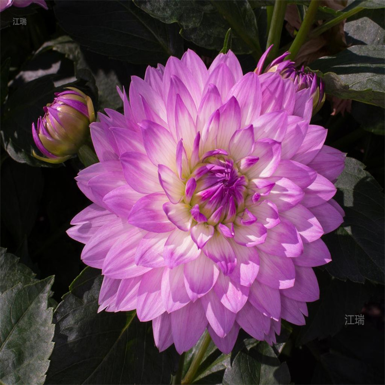 山东苗圃供应大丽花 大丽花批售商 江瑞花卉