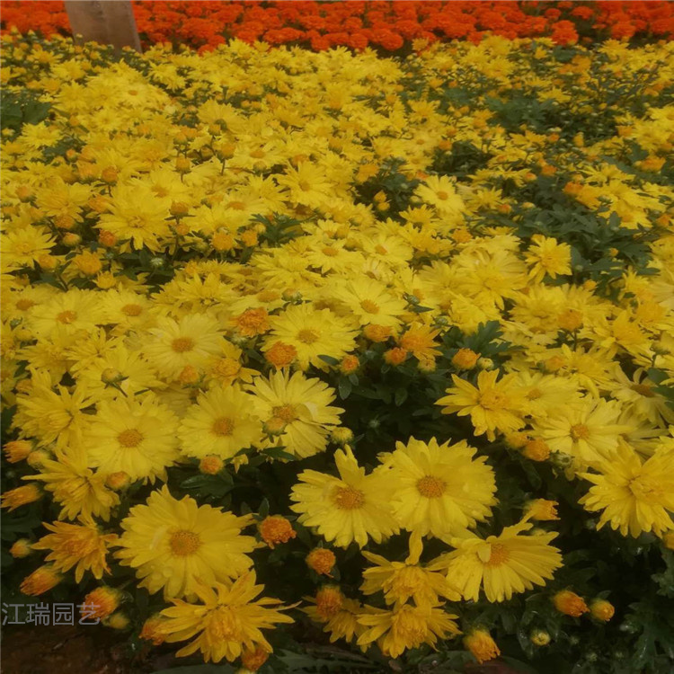 国庆菊批发商 节假日摆放常用花卉国庆菊 观赏价值高