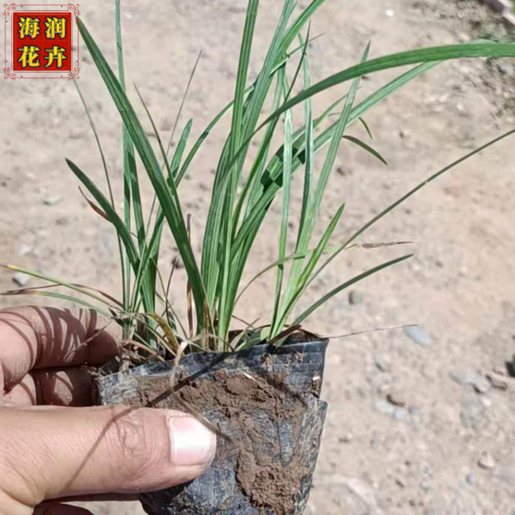出售麦冬草 地被绿化用麦冬小苗 麦冬工程苗批发 海润花卉 现货供应
