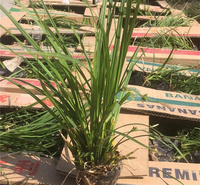 绿色期长的崂峪苔草  欢迎来电咨询 山东草花基地崂峪苔草价格