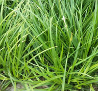 崂峪苔草出售  泽鑫花卉绿色期长的崂峪苔草  花海优良品种