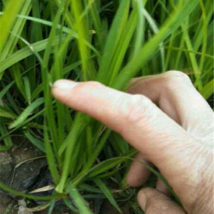 崂峪苔草小苗  花海优良品种 青州宿根草花崂峪苔草供应