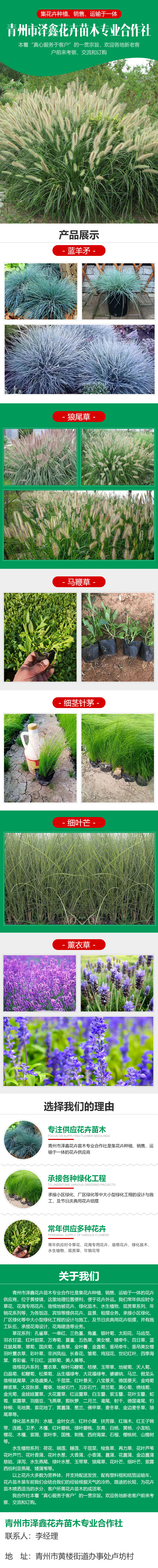 山东花卉马鞭草供应 柳叶马鞭草 多年生草本