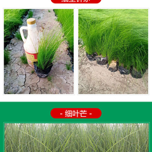 山东花卉马鞭草供应 柳叶马鞭草 多年生草本