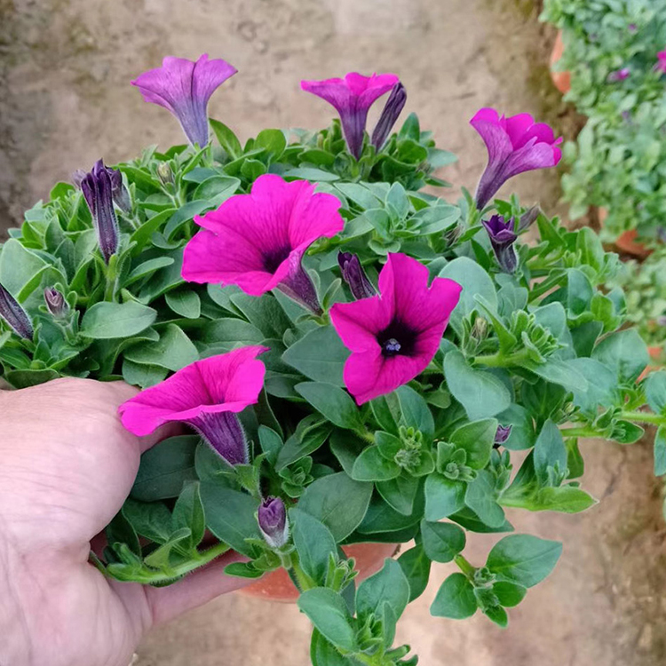 垂吊牵牛花 价格优惠  青州草花垂吊牵牛出售