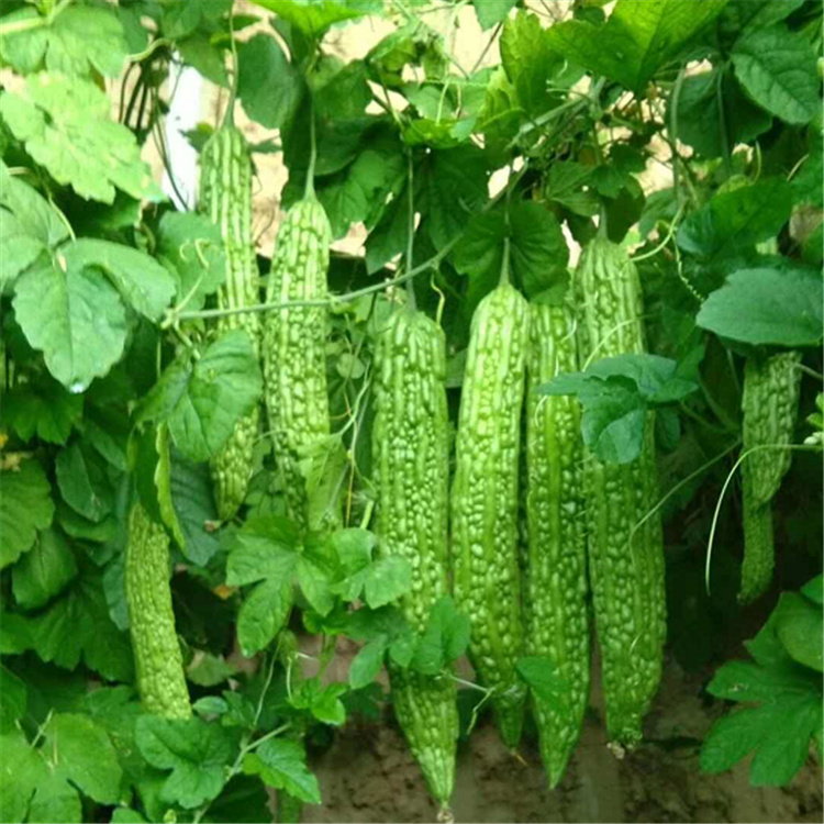山东种苗基地温室拱棚露天种植苦瓜苗    苦瓜苗长势好产量高