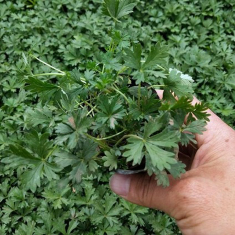 五叶委陵菜苗圃出售 白头翁 龙牙草价格 五叶委陵菜供应