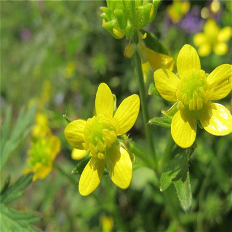 河北三叶委陵菜基地批发