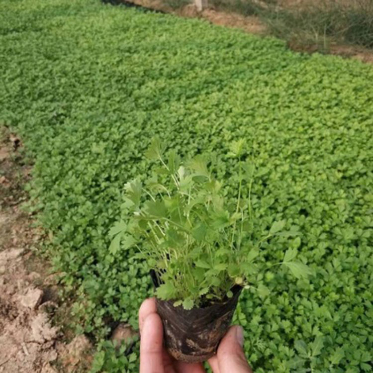 批发供应五叶委陵菜