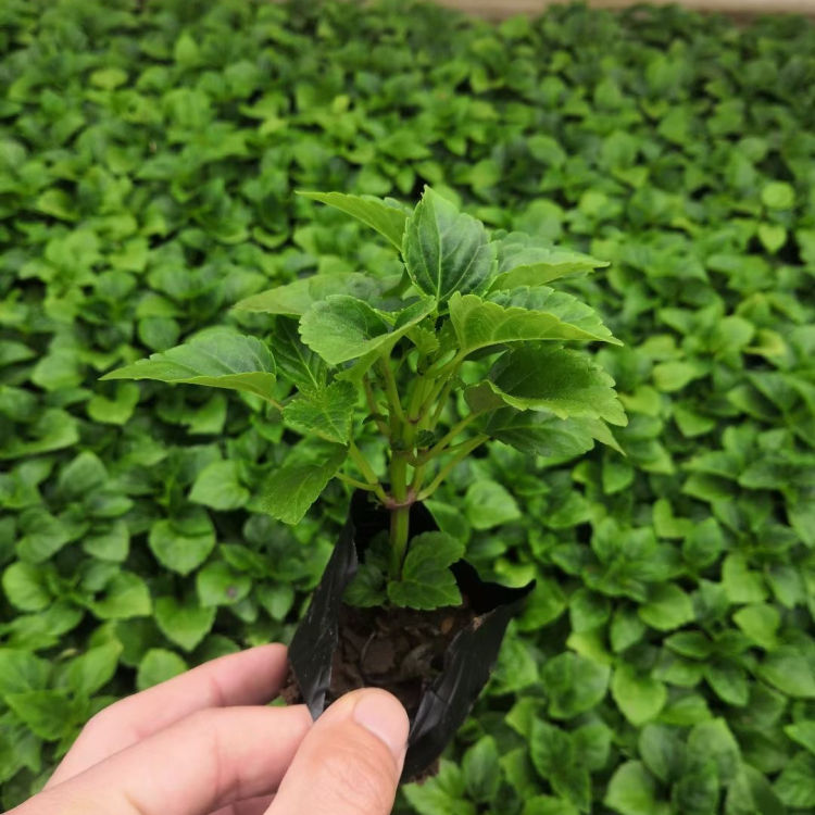 家庭观赏性花卉一串红  一串红盆栽  花朵繁密，色彩艳丽